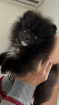 つっくん 様のお迎えした子犬