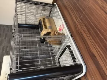 まゆ 様のお迎えした子犬
