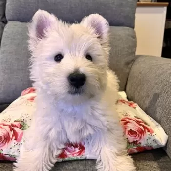 leo013 様のお迎えした子犬