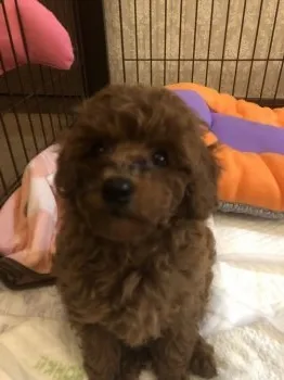 みかん 様のお迎えした子犬