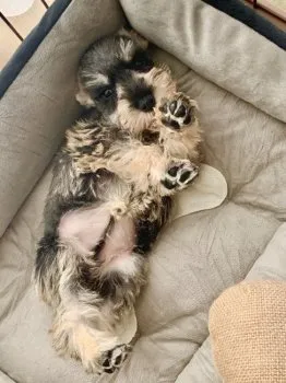 ゆっちゃん 様のお迎えした子犬