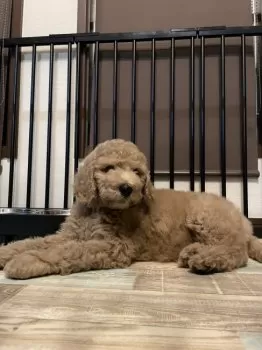 M.E 様のお迎えした子犬