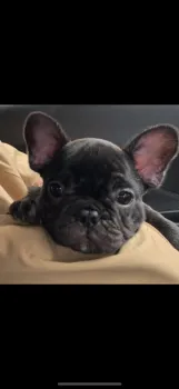 saya 様のお迎えした子犬