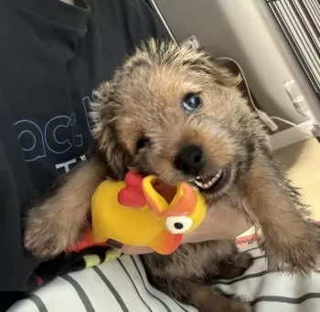 T.U 様のお迎えした子犬