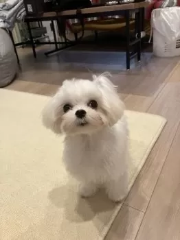 愛くんママ 様のお迎えした子犬