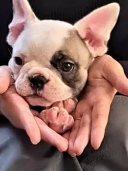 GEN 様のお迎えした子犬