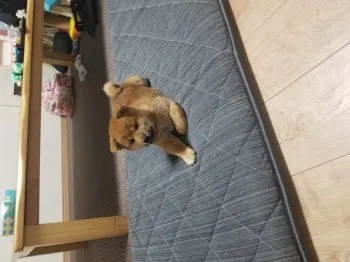 さあちゃん 様のお迎えした子犬