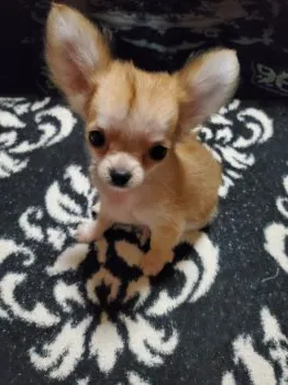 まさ 様のお迎えした子犬