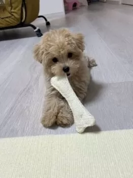 A.O 様のお迎えした子犬