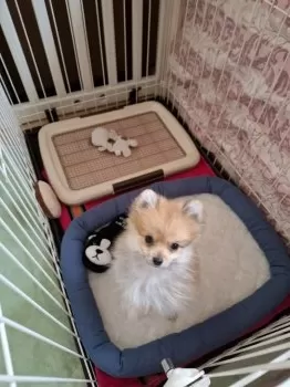 るお 様のお迎えした子犬
