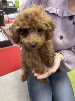 シェル 様のお迎えした子犬