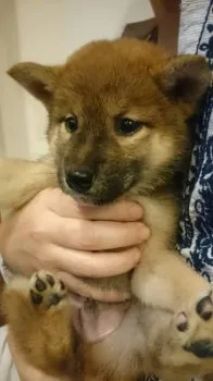 つんつん 様のお迎えした子犬