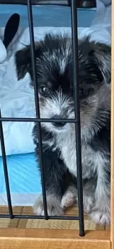 ちょこ 様のお迎えした子犬