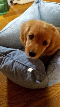 ナカタツ 様のお迎えした子犬