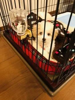 アルのママ 様のお迎えした子犬