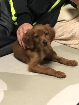 よしやす 様のお迎えした子犬