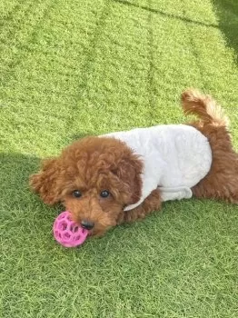 M.K 様のお迎えした子犬