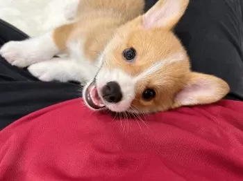 N.N 様のお迎えした子犬