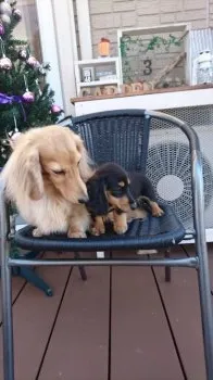 おだか 様のお迎えした子犬