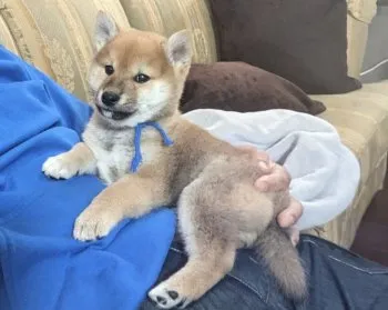 吉村 様のお迎えした子犬