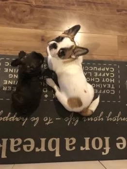 K.S 様のお迎えした子犬