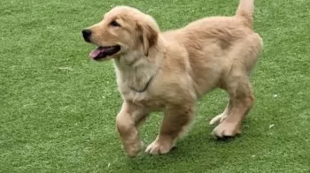 イヴママ 様のお迎えした子犬
