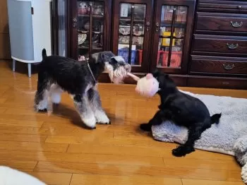 R.N 様のお迎えした子犬