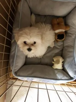 ミルキー 様のお迎えした子犬