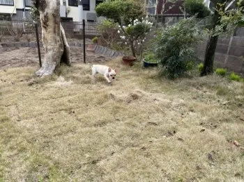 Camui 様のお迎えした子犬