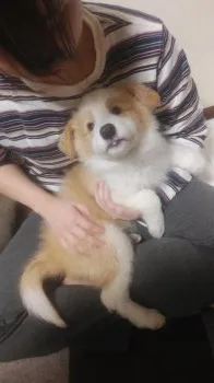 しずしず 様のお迎えした子犬