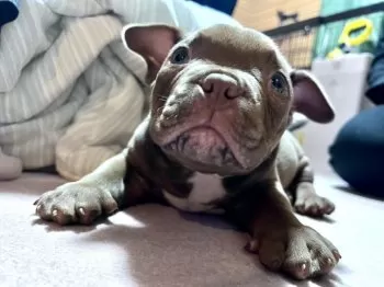 ゆうき 様のお迎えした子犬