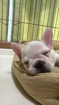 りょうせい 様のお迎えした子犬