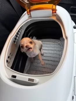 J.S 様のお迎えした子犬