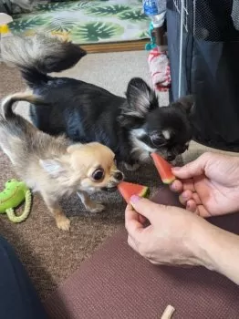 みる 様のお迎えした子犬