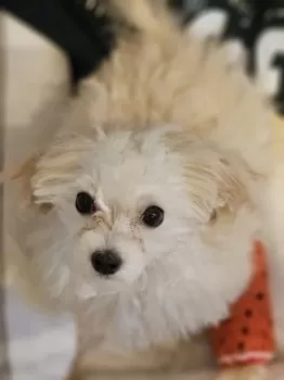 Y.H 様のお迎えした子犬