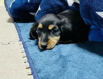 M.T 様のお迎えした子犬