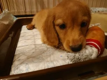 K.T 様のお迎えした子犬