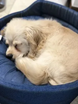 mariarnie 様のお迎えした子犬
