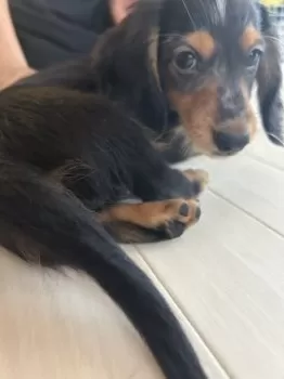 M.K 様のお迎えした子犬