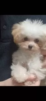 ヒロ 様のお迎えした子犬