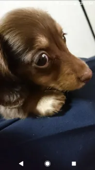 ヤペ 様のお迎えした子犬