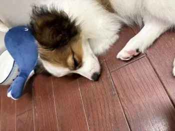 N.R 様のお迎えした子犬