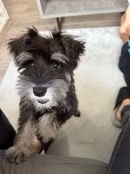 A.K 様のお迎えした子犬