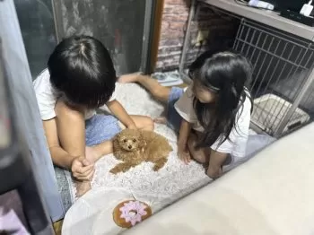 さっちゃん 様のお迎えした子犬