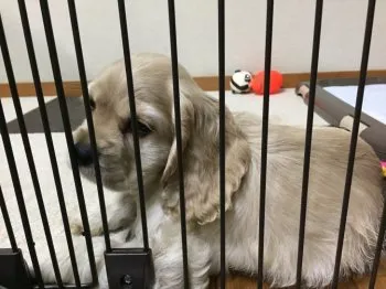 たくぼん 様のお迎えした子犬