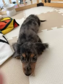 T.M 様のお迎えした子犬
