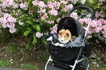 M.U 様のお迎えした子犬