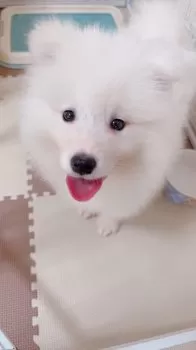 さぁ 様のお迎えした子犬