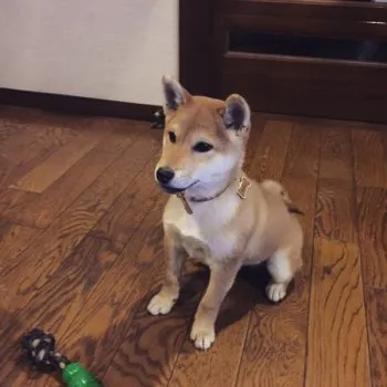 小太郎 様のお迎えした子犬