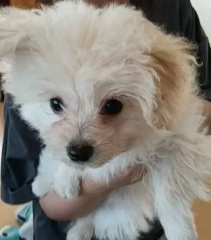 S.N 様のお迎えした子犬
